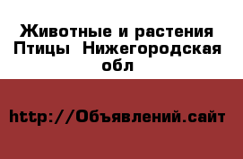 Животные и растения Птицы. Нижегородская обл.